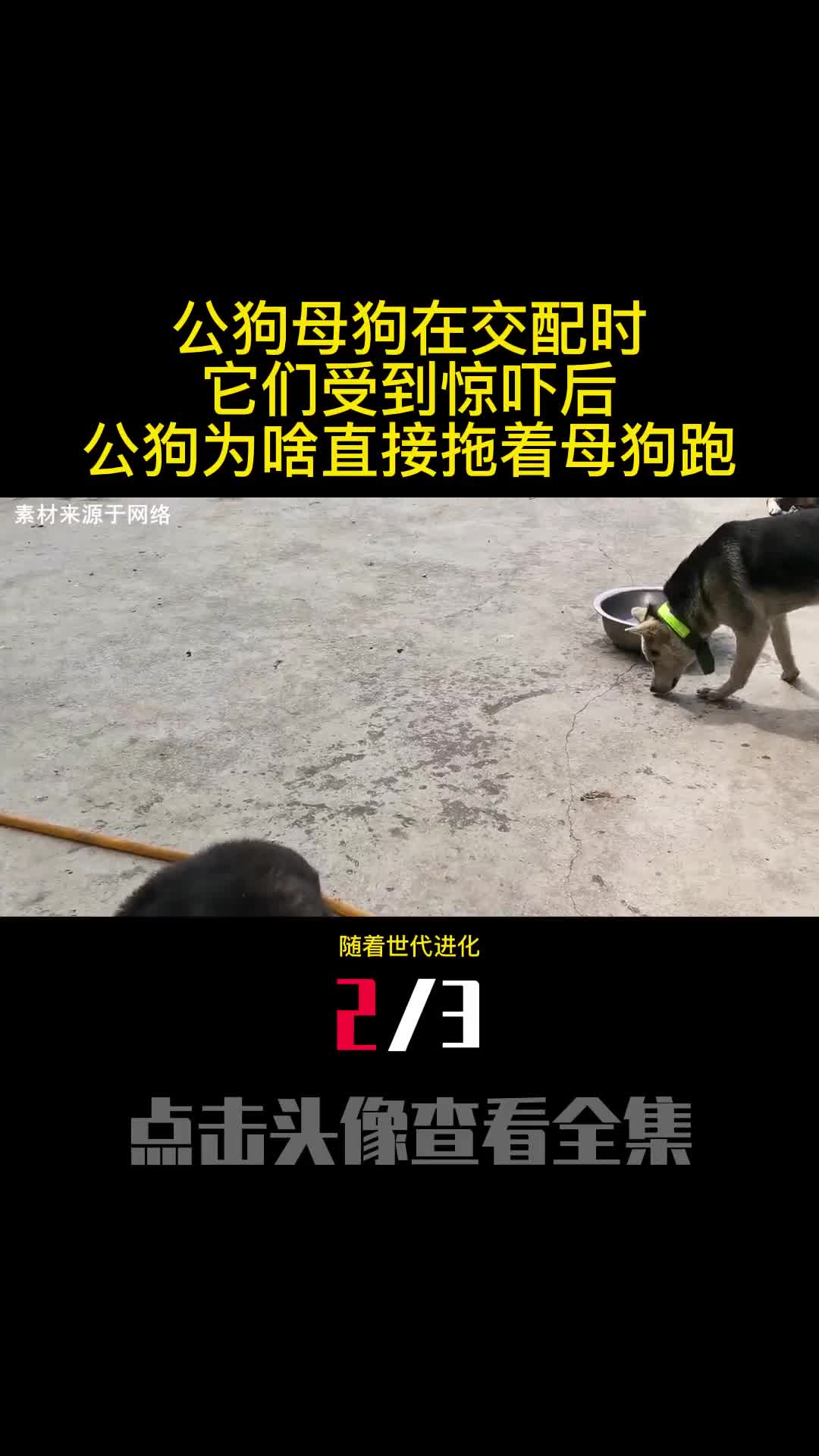公狗母狗在交配时它们受到惊吓后公狗为啥直接拖着母狗跑2