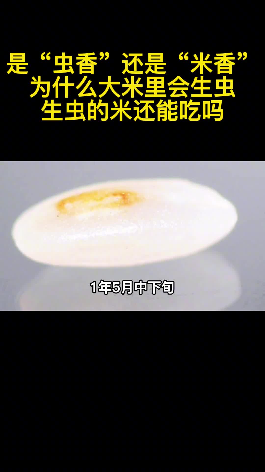 是虫香还是米香为什么大米里会生虫生虫的米还能吃吗2