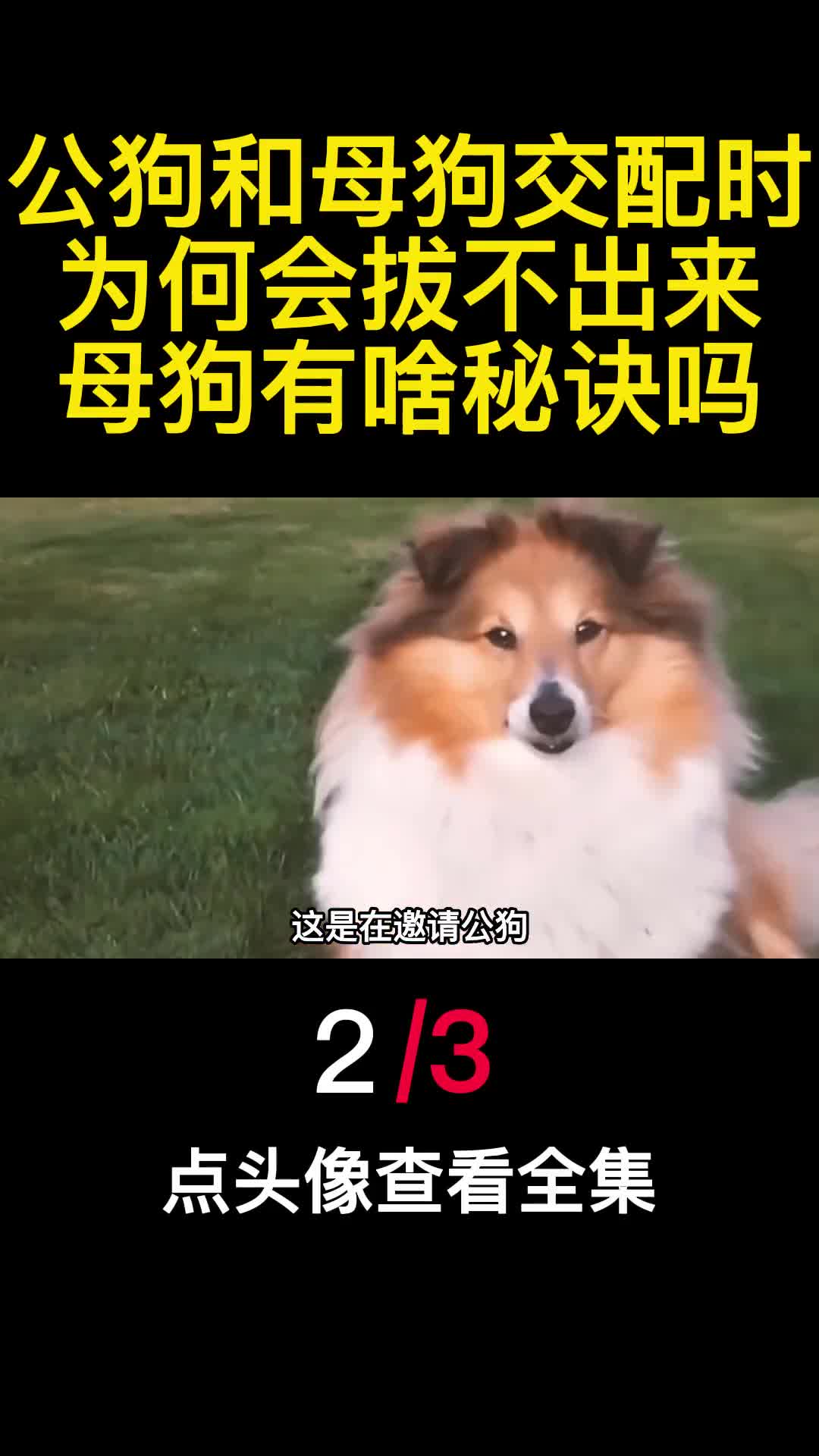 公狗和母狗交配时为何会拔不出来母狗有啥秘诀吗2