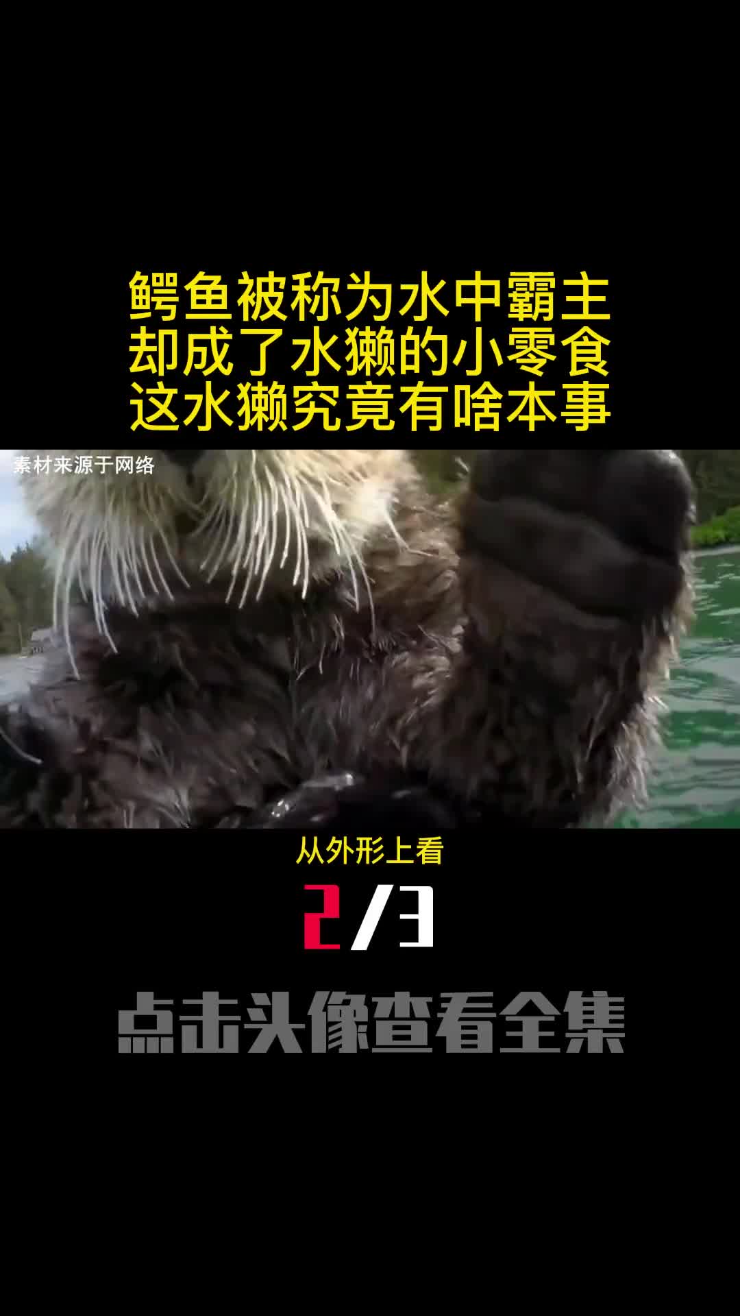 鳄鱼被称为水中霸主却成了水獭的小零食这水獭究竟有啥本事2