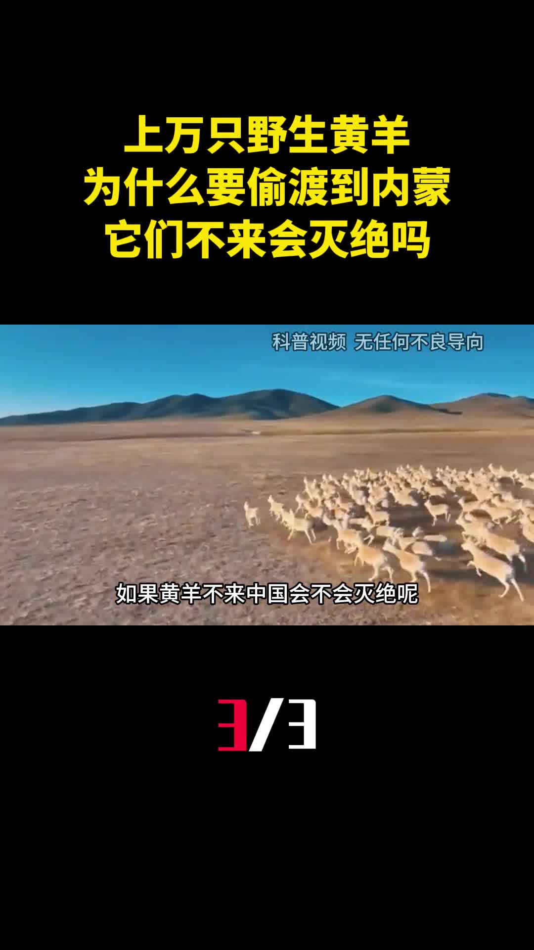 上万只野生黄羊为什么要偷渡到内蒙它们不来会灭绝吗3
