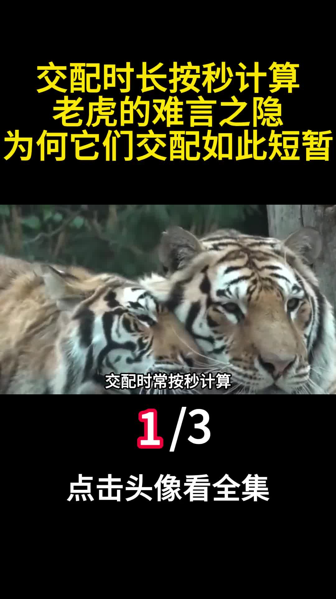 交配时长按秒计算老虎的难言之隐为何它们交配如此短暂1