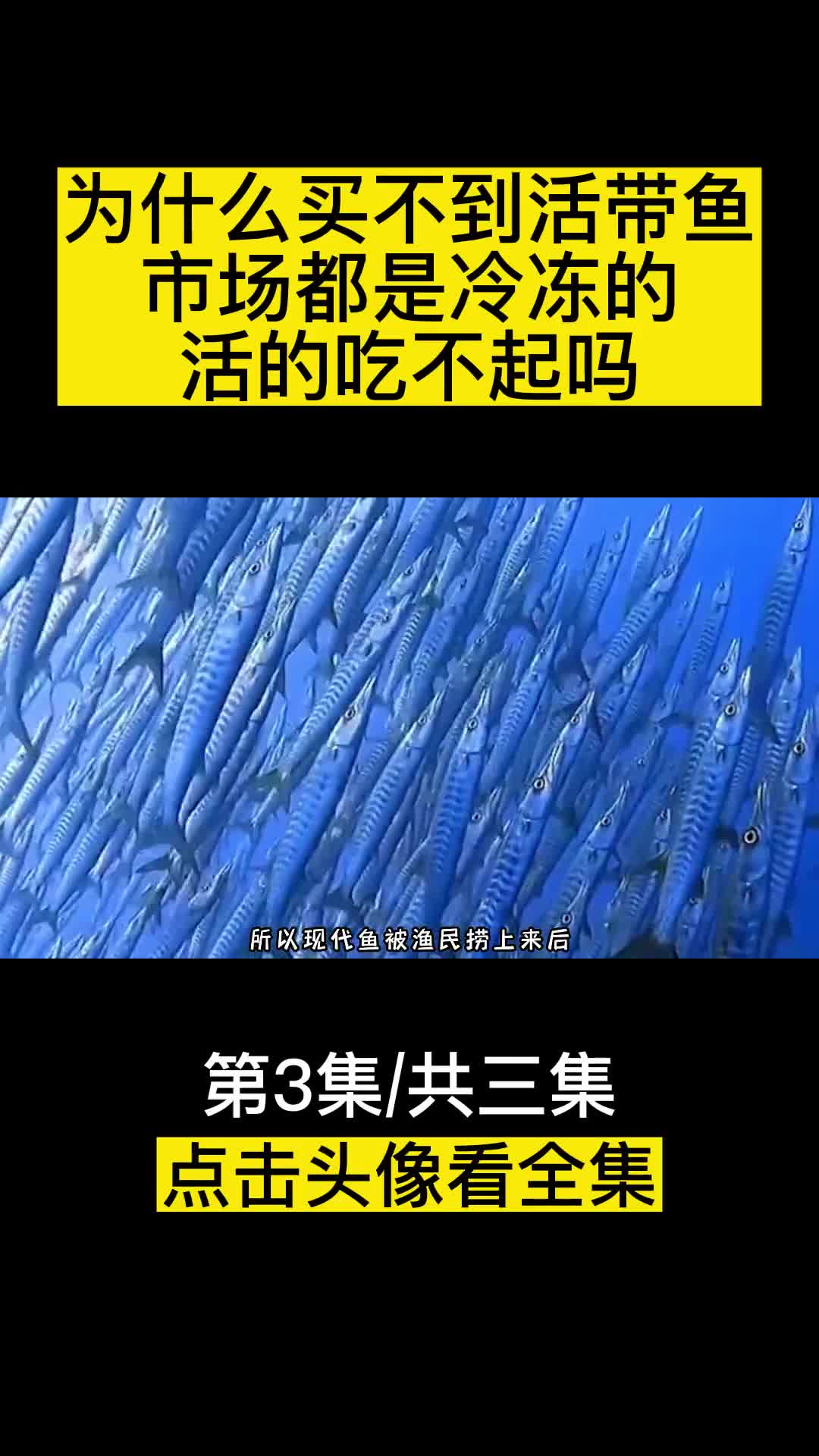 为什么买不到活带鱼市场都是冷冻的难道活的吃不起吗