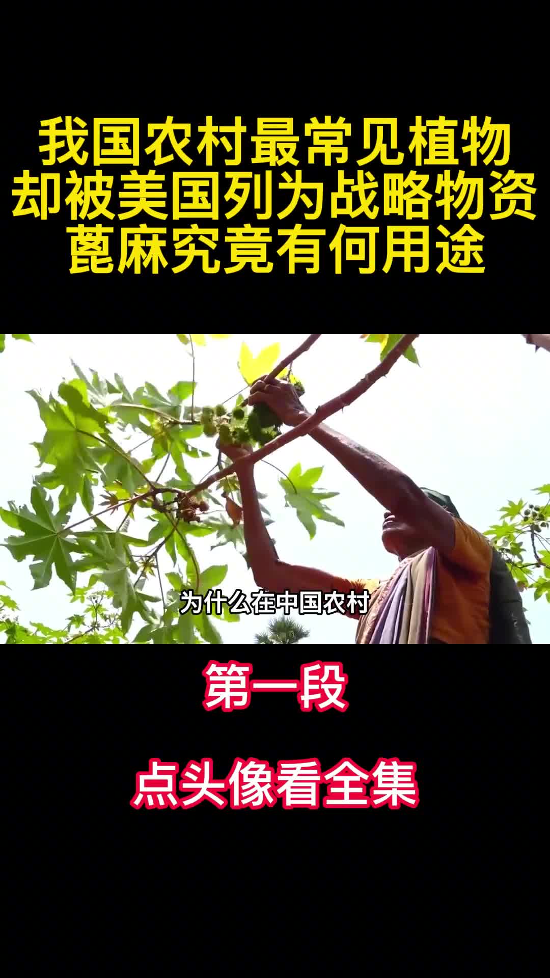我国农村最常见植物却被美国列为战略物资蓖麻究竟有何用途1