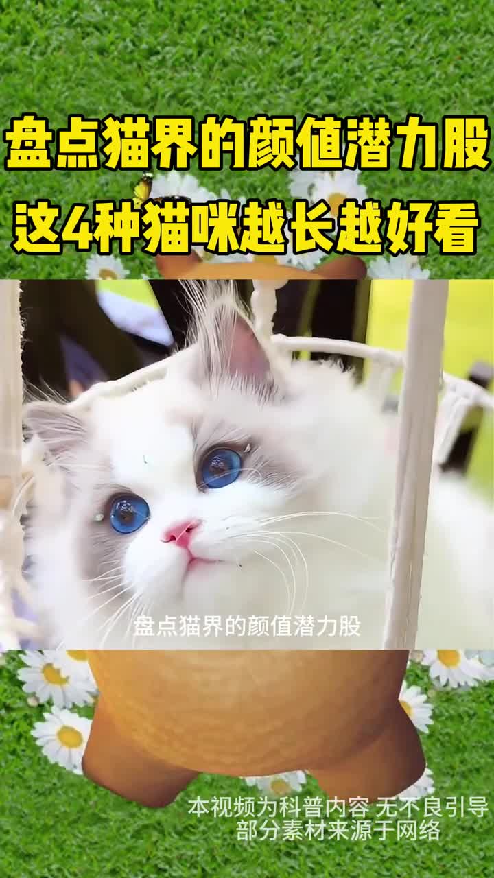 盘点猫界颜值潜力股这四种猫越长越好看