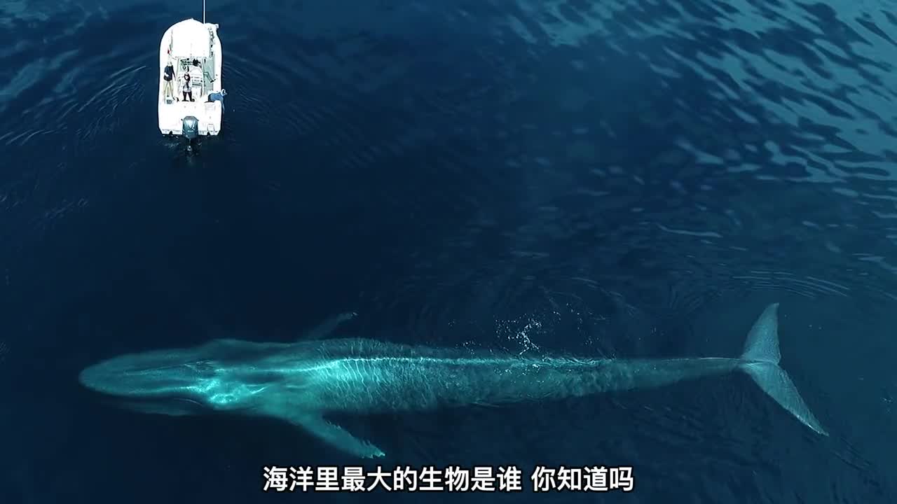 海里最大的十种巨型生物一