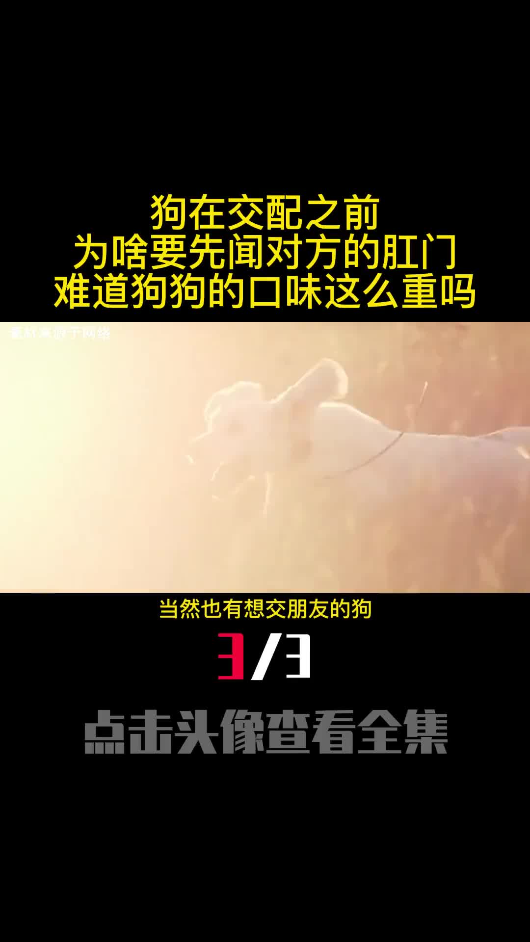 狗在交配之前为啥要先闻对方的肛门难道狗狗的口味这么重吗3