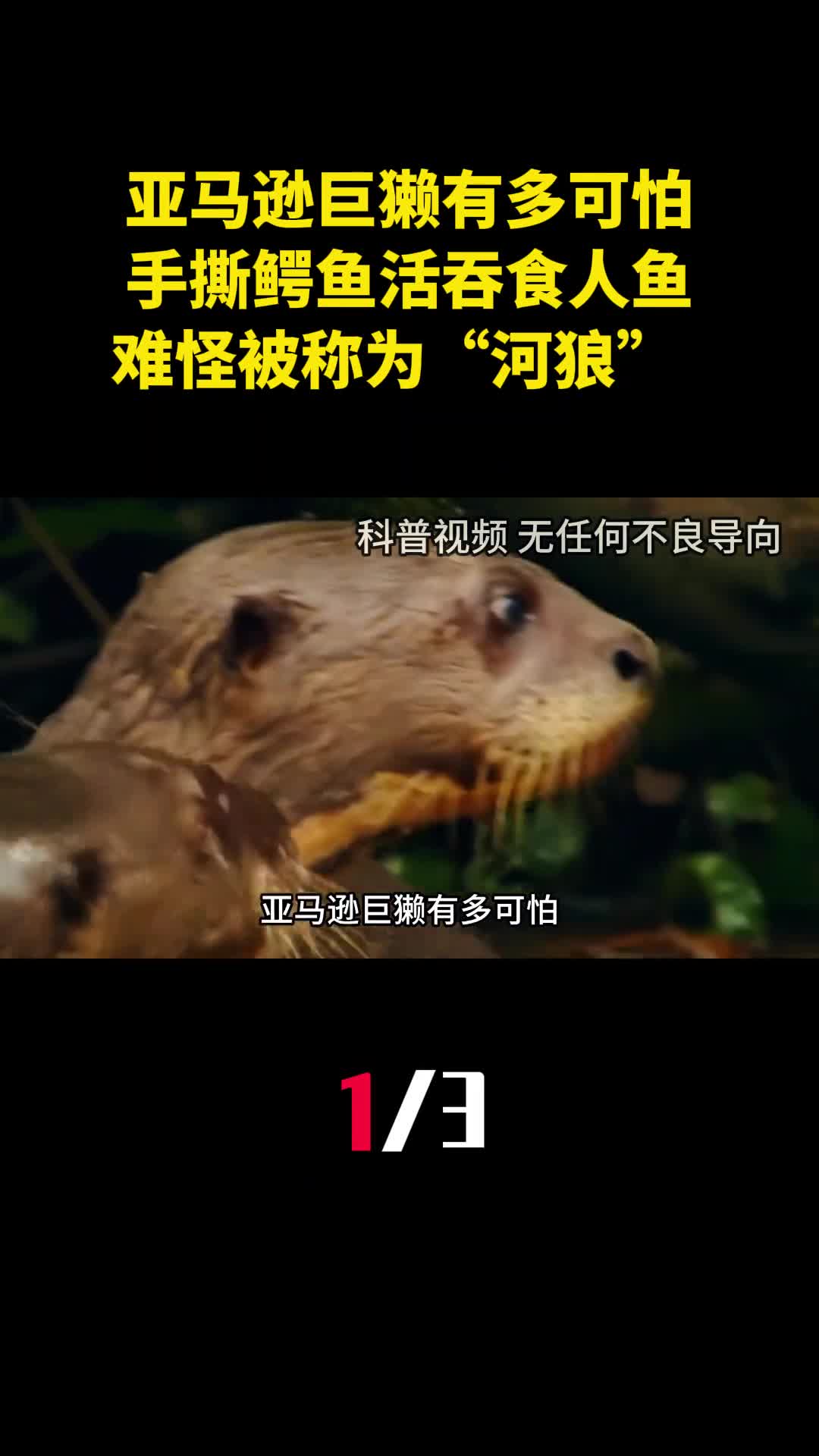 亚马逊巨獭有多可怕手撕鳄鱼活吞食人鱼难怪被称为河狼1