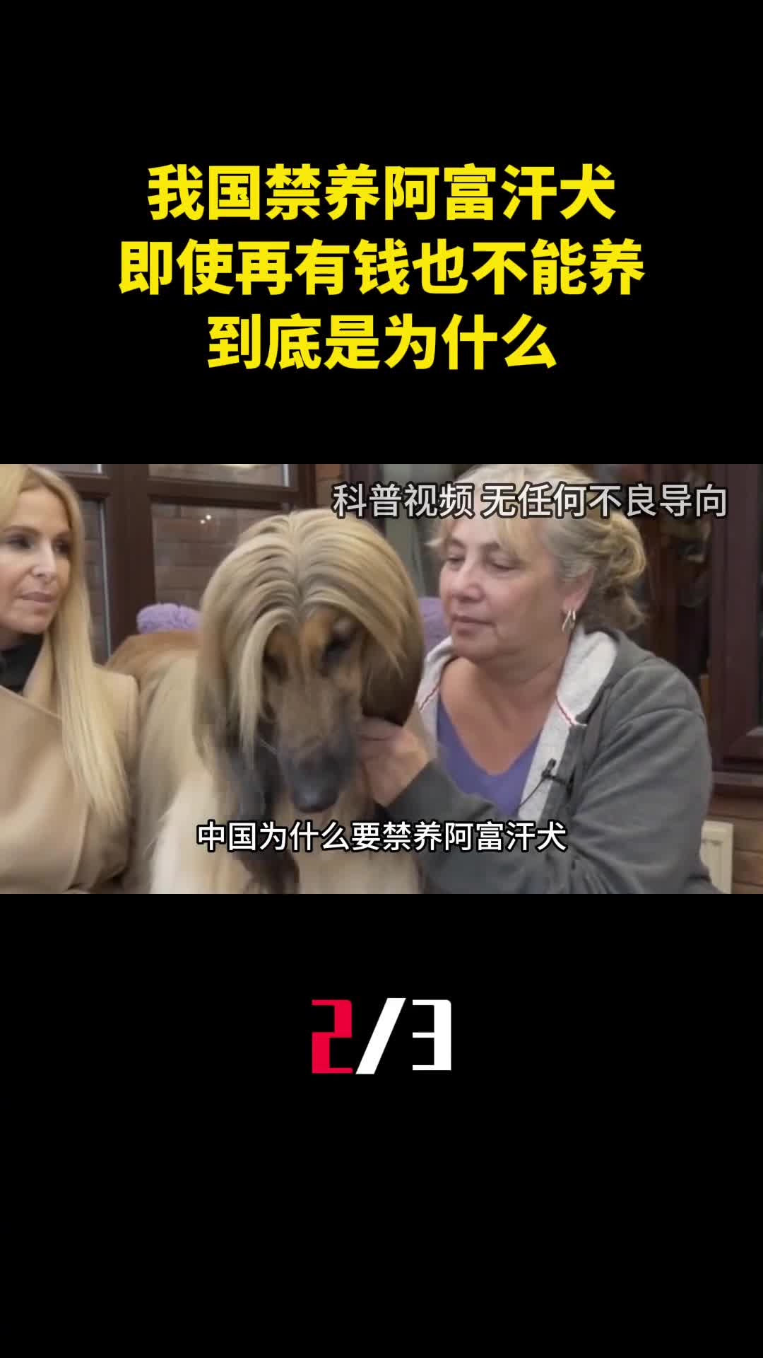 我国禁养阿富汗犬即使再有钱也不能养到底是为什么2