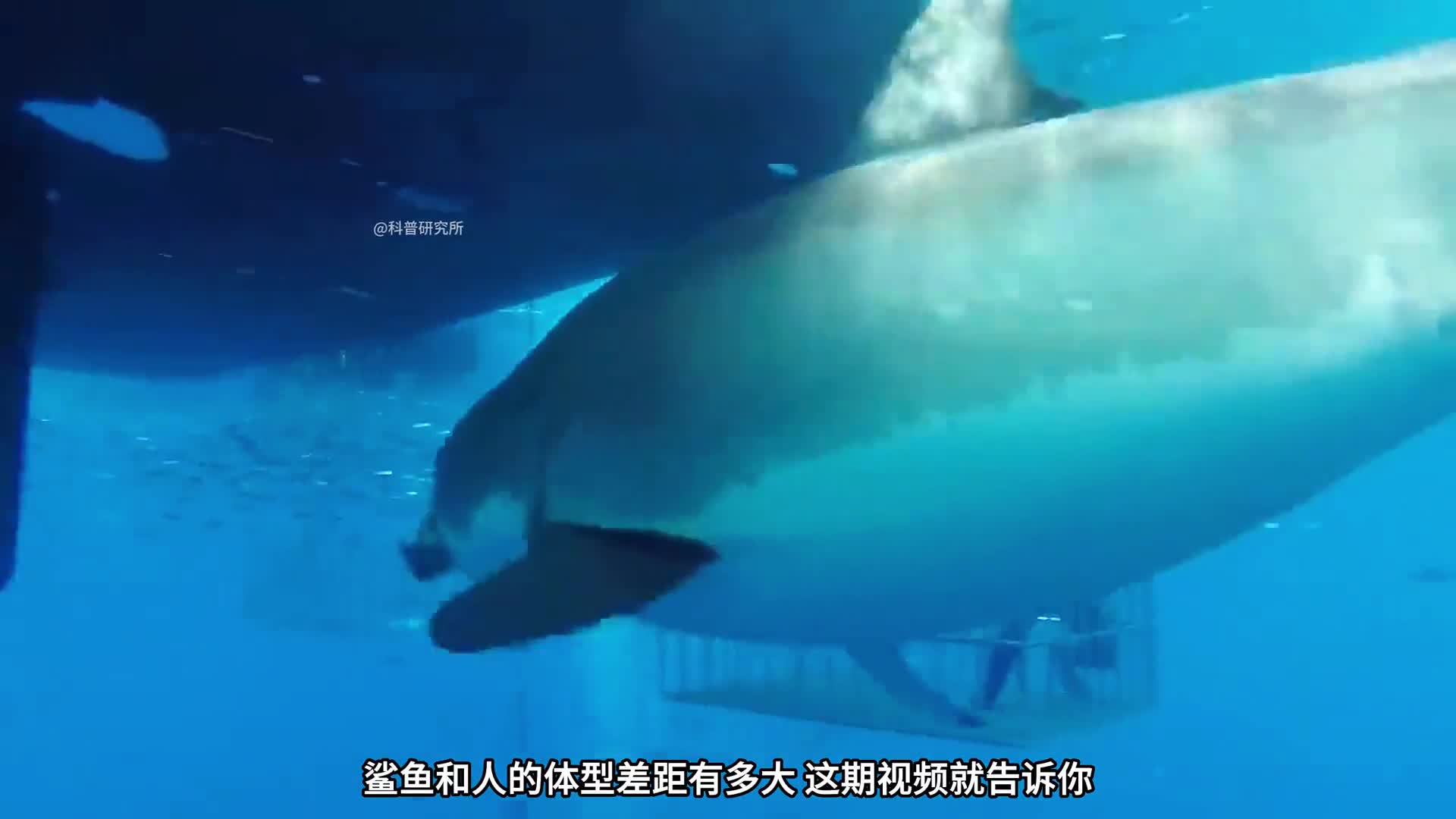 鱼类尺寸大对比它们和人类体型作比较有多大的差距二