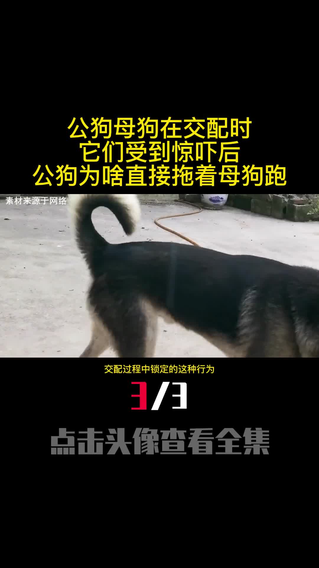 公狗母狗在交配时它们受到惊吓后公狗为啥直接拖着母狗跑3