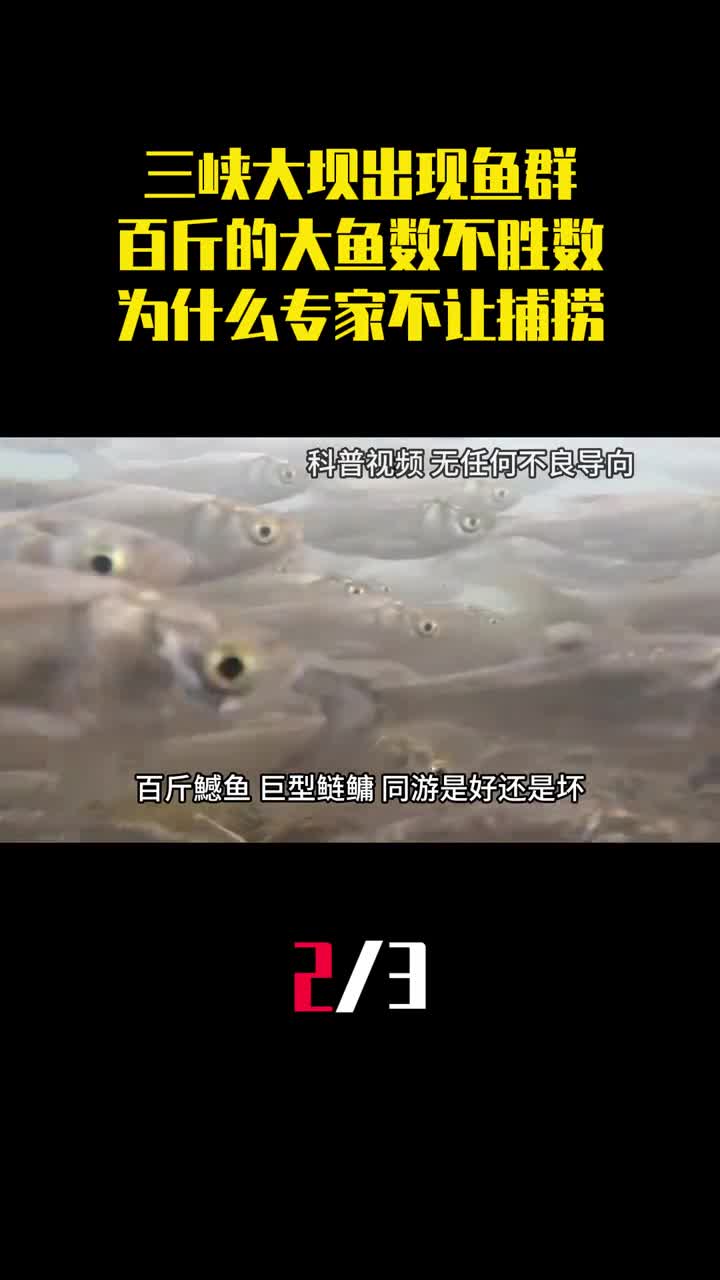 三峡大坝出现鱼群百斤的大鱼数不胜数为什么专家不让捕捞2