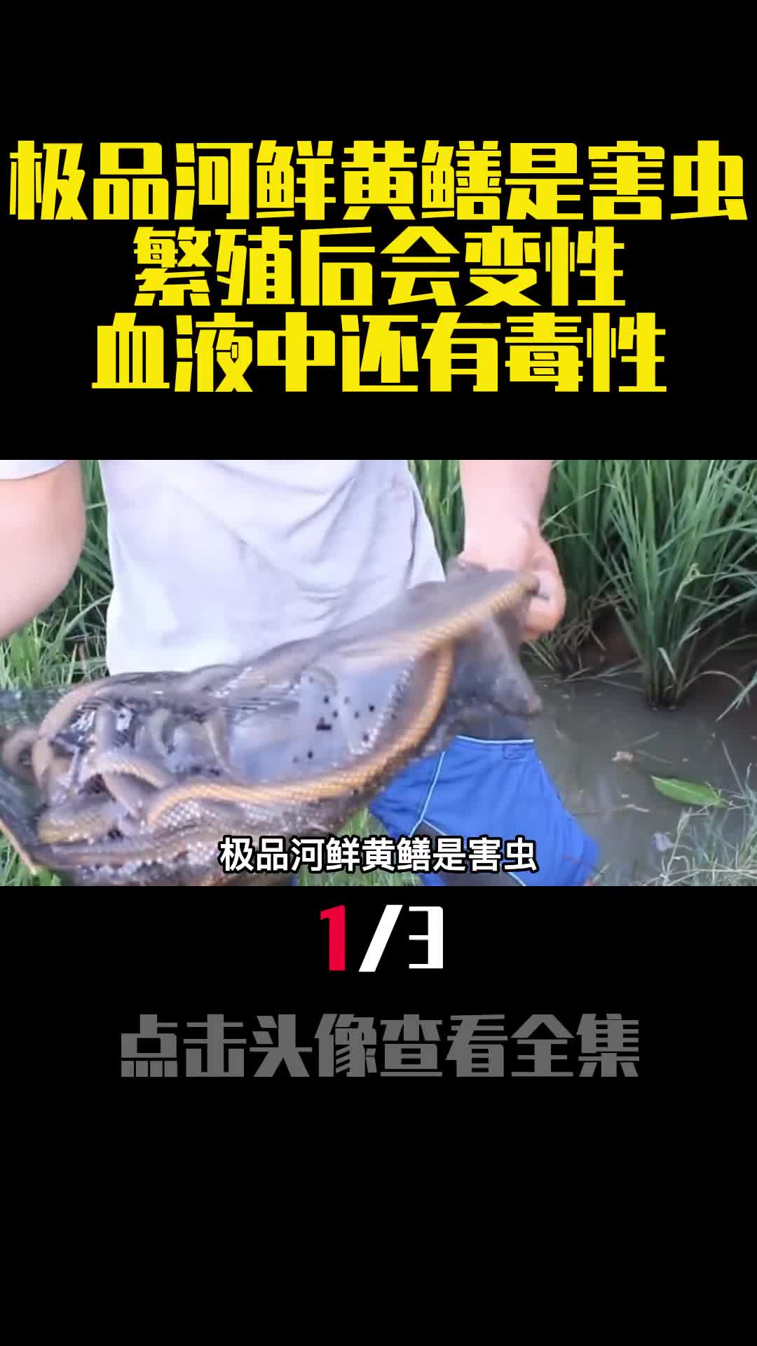 极品河鲜黄鳝是害虫繁殖后会变性血液中还有毒性1