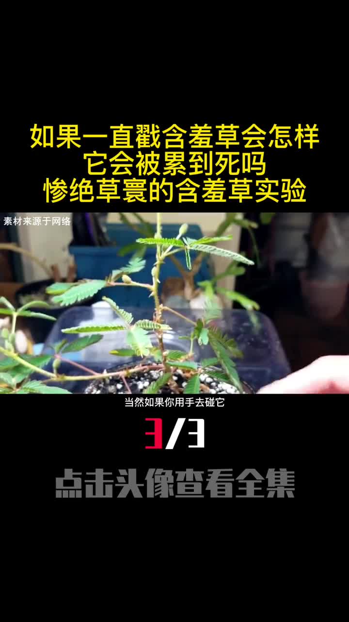如果一直戳含羞草会怎样它会被累到死吗惨绝草寰的含羞草实验3