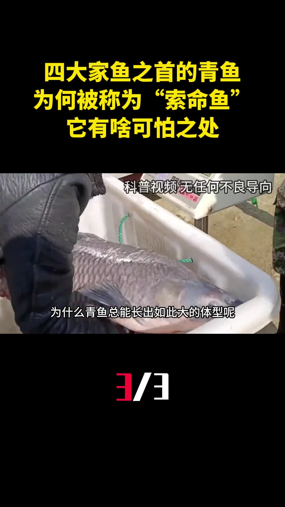 四大家鱼之首的青鱼为何会被称为索命鱼它有啥可怕之处3