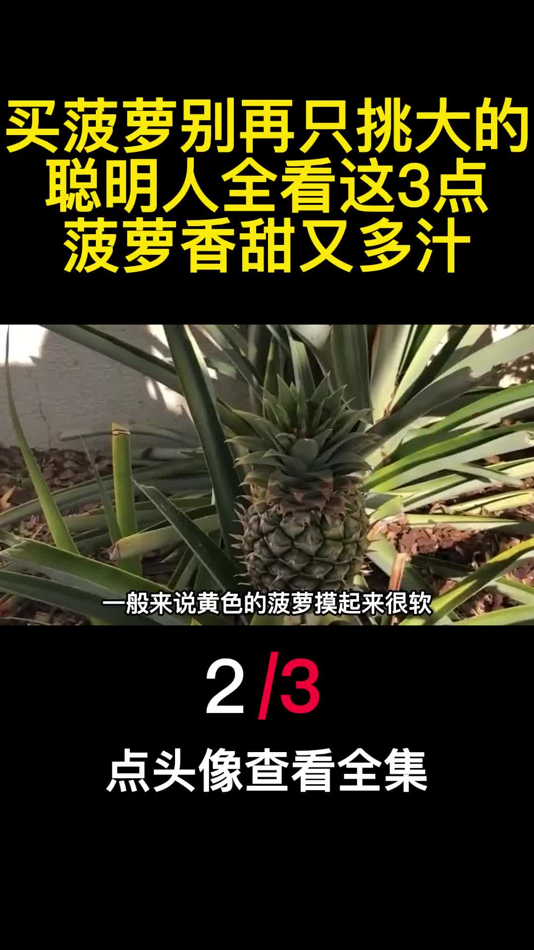买菠萝别再只挑大的聪明人全看这3点菠萝香甜又多汁2