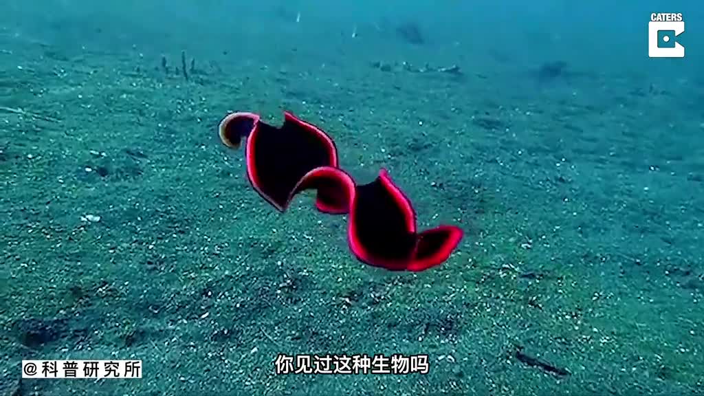没大脑没眼睛的海生物像一块飞毯一