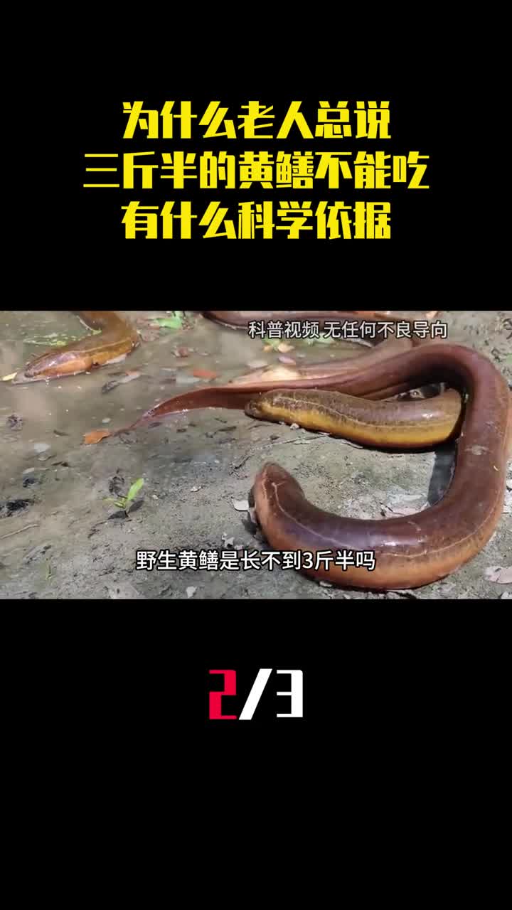 为什么老人总说三斤半的黄鳝不能吃有什么科学依据2