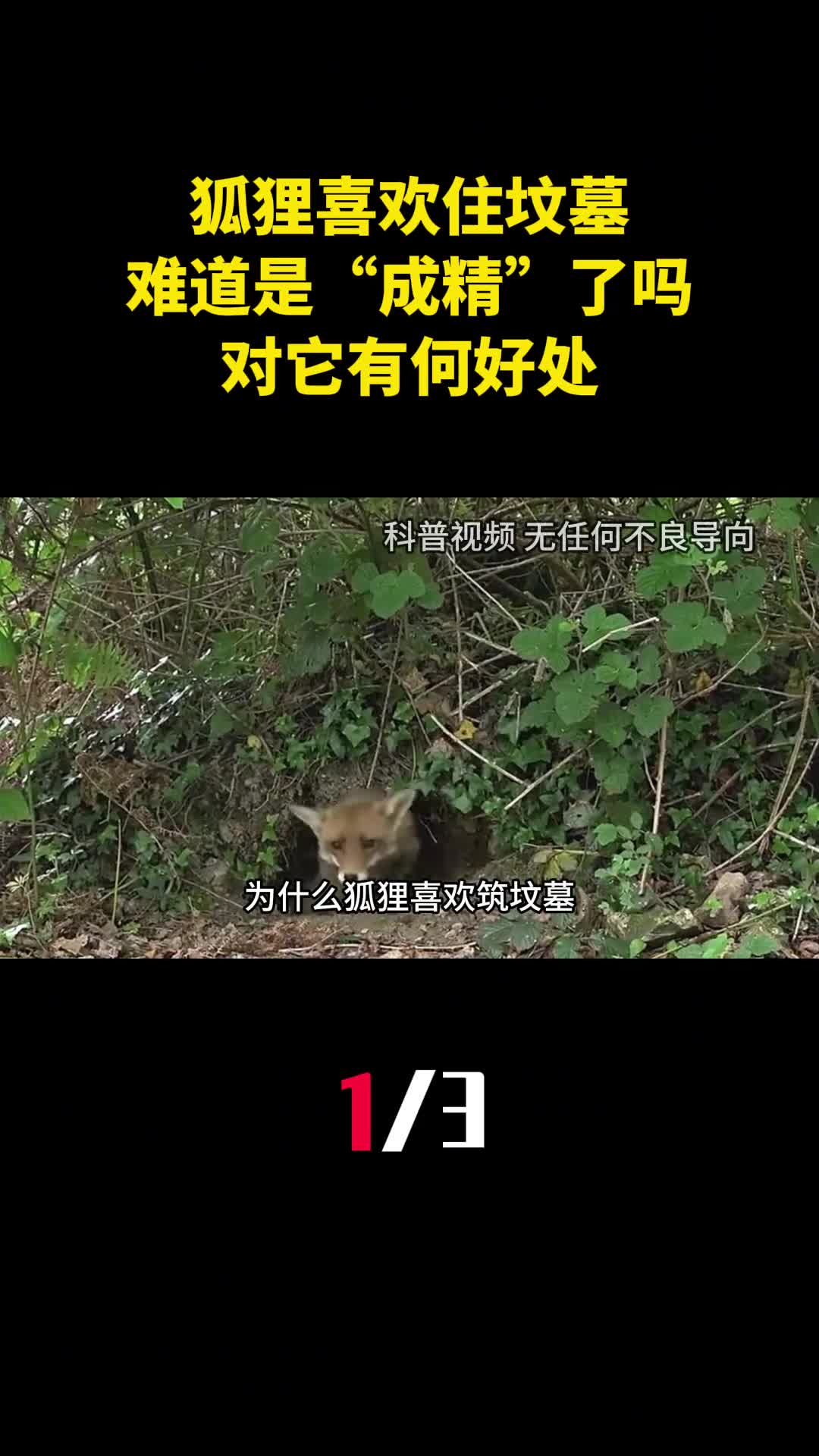 为什么狐狸喜欢住坟墓难道是成精了吗对它有何好处1