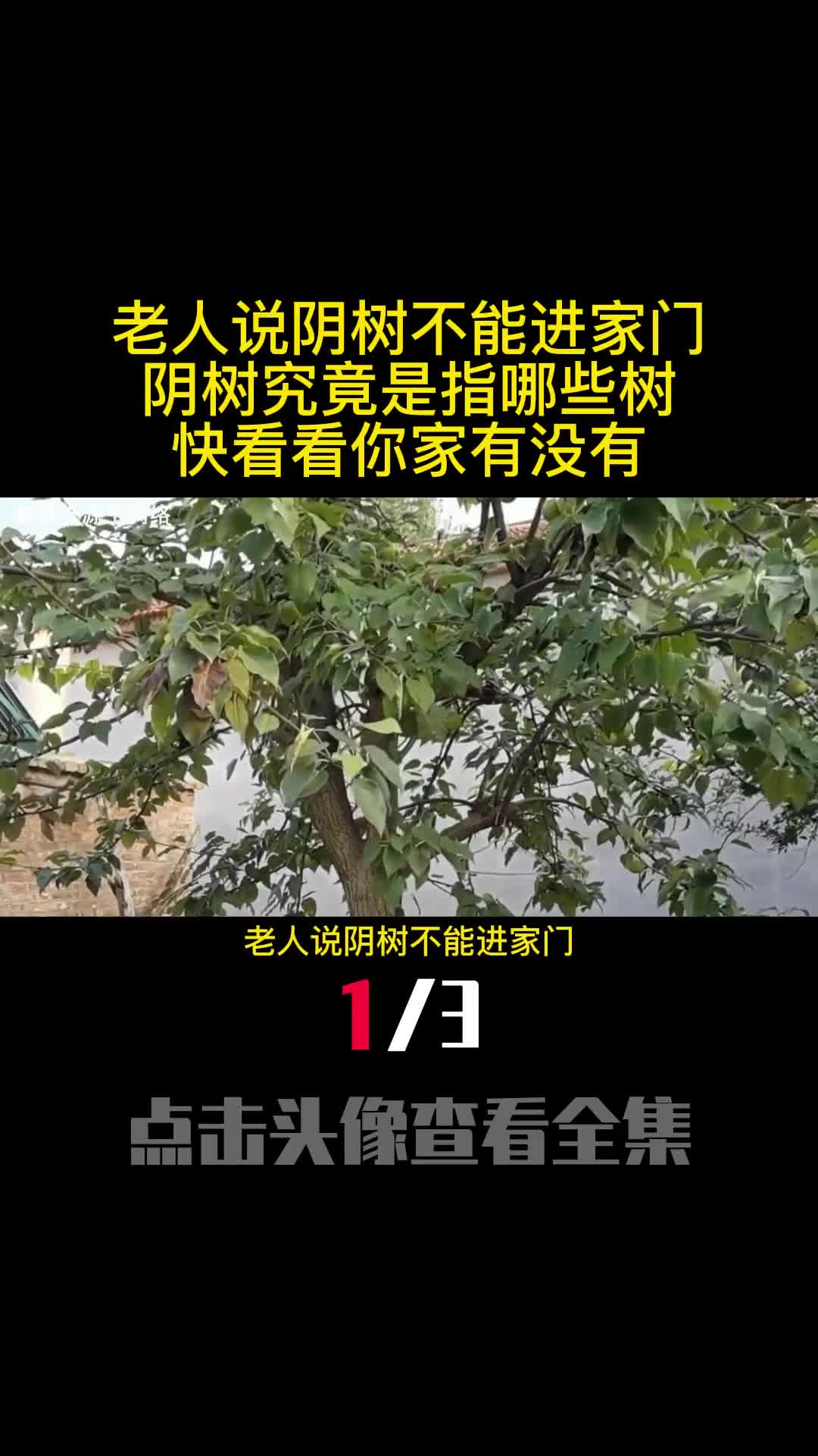 老人说阴树不能进家门阴树究竟是指哪些树快看看你家有没有1