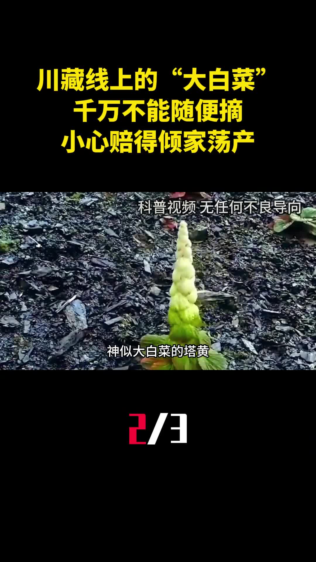 川藏线上的大白菜千万不能随便摘小心赔得倾家荡产2