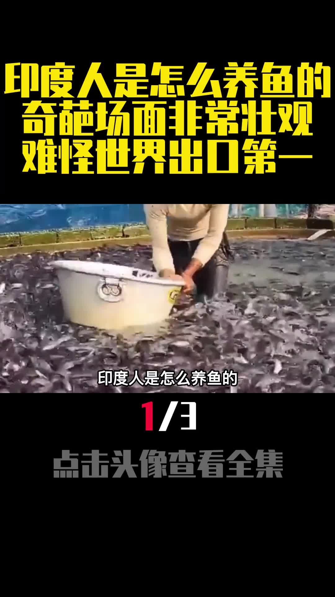 印度人是怎么养鱼的奇葩场面非常壮观难怪世界出口第一1
