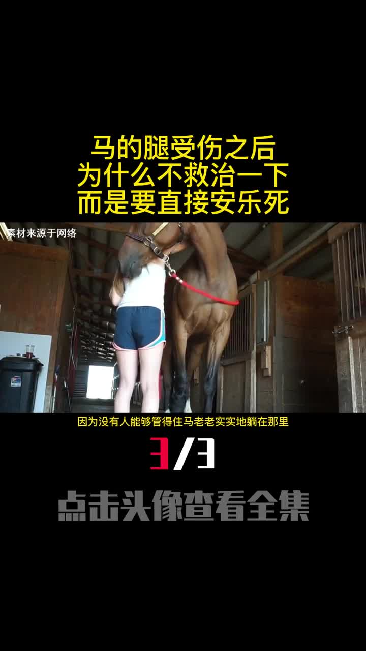 马的腿受伤之后为什么不救治一下而是要直接安乐死3