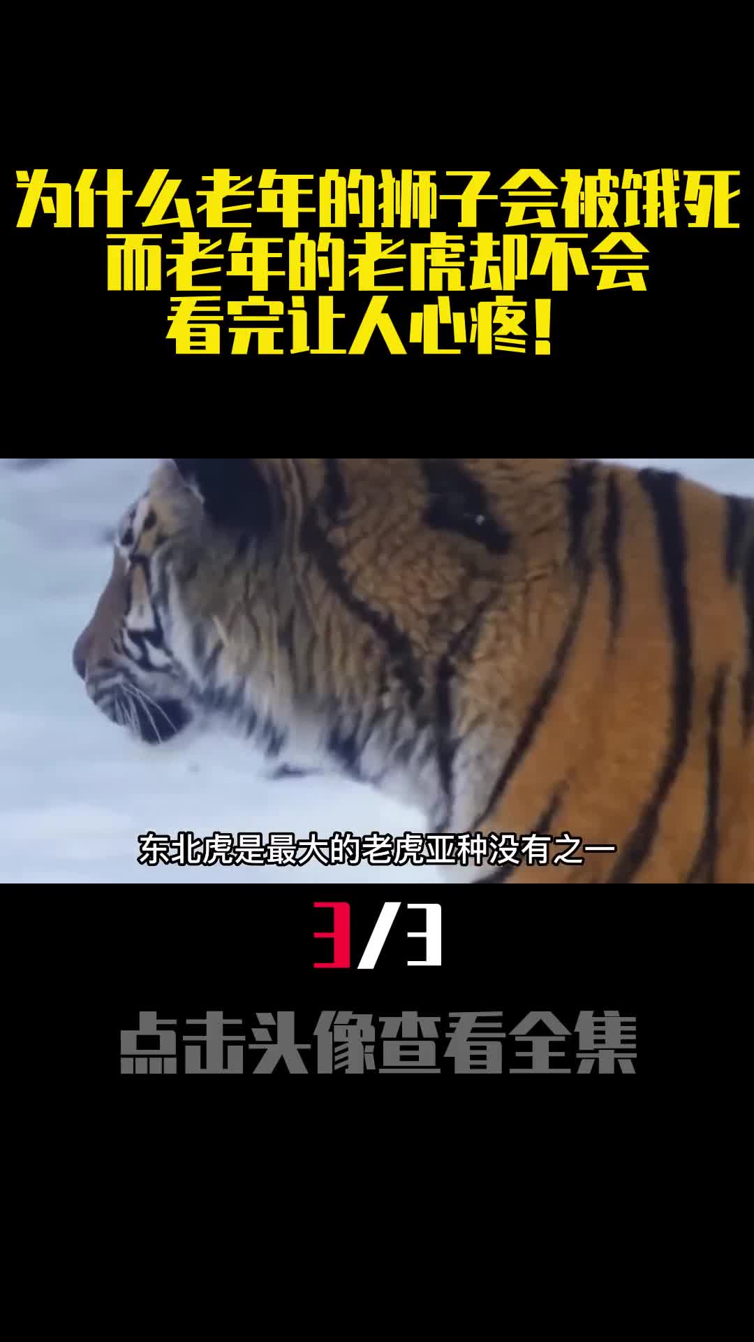 为什么老年的狮子会被饿死而老年的老虎却不会看完让人心疼