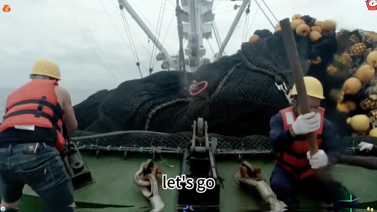 作为海中劳斯莱斯的金枪鱼你有吃过吗