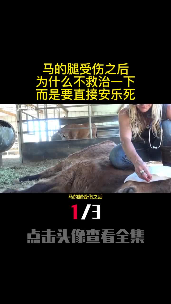 马的腿受伤之后为什么不救治一下而是要直接安乐死1