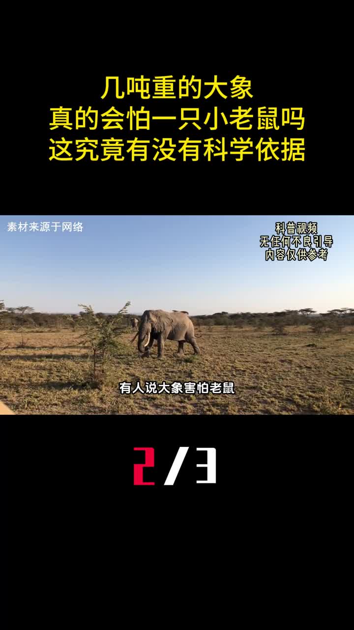 几吨重的大象真的会怕一只小老鼠吗这究竟有没有科学依据2