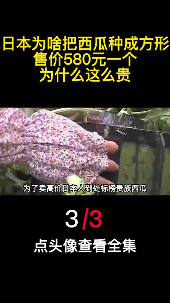 日本为啥把西瓜种成方形售价580元一个为什么这么贵3
