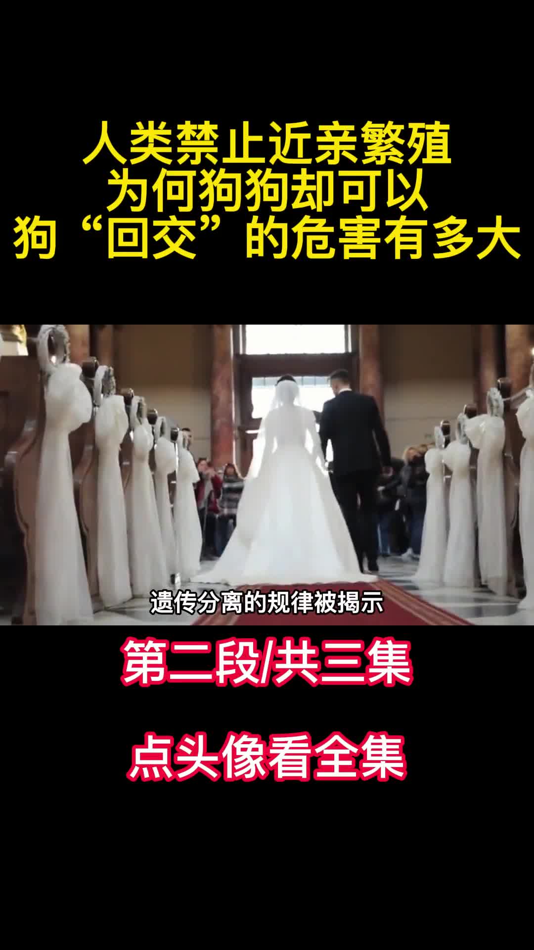 人类禁止近亲繁殖为何狗狗却可以狗回交的危害有多大2