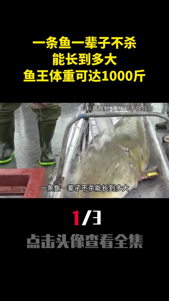 一条鱼一辈子不杀能长到多大黑龙江鱼王体重可达1000斤1