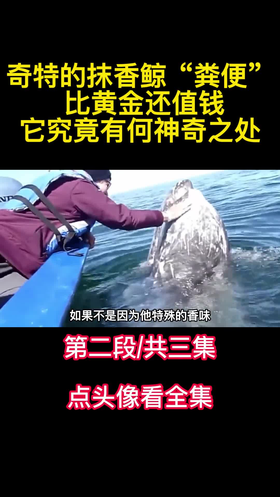 奇特的抹香鲸粪便比黄金还值钱它究竟有何神奇之处2