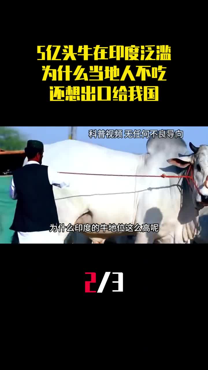 5亿头牛在印度泛滥成灾为什么当地人不吃还想出口给我国2