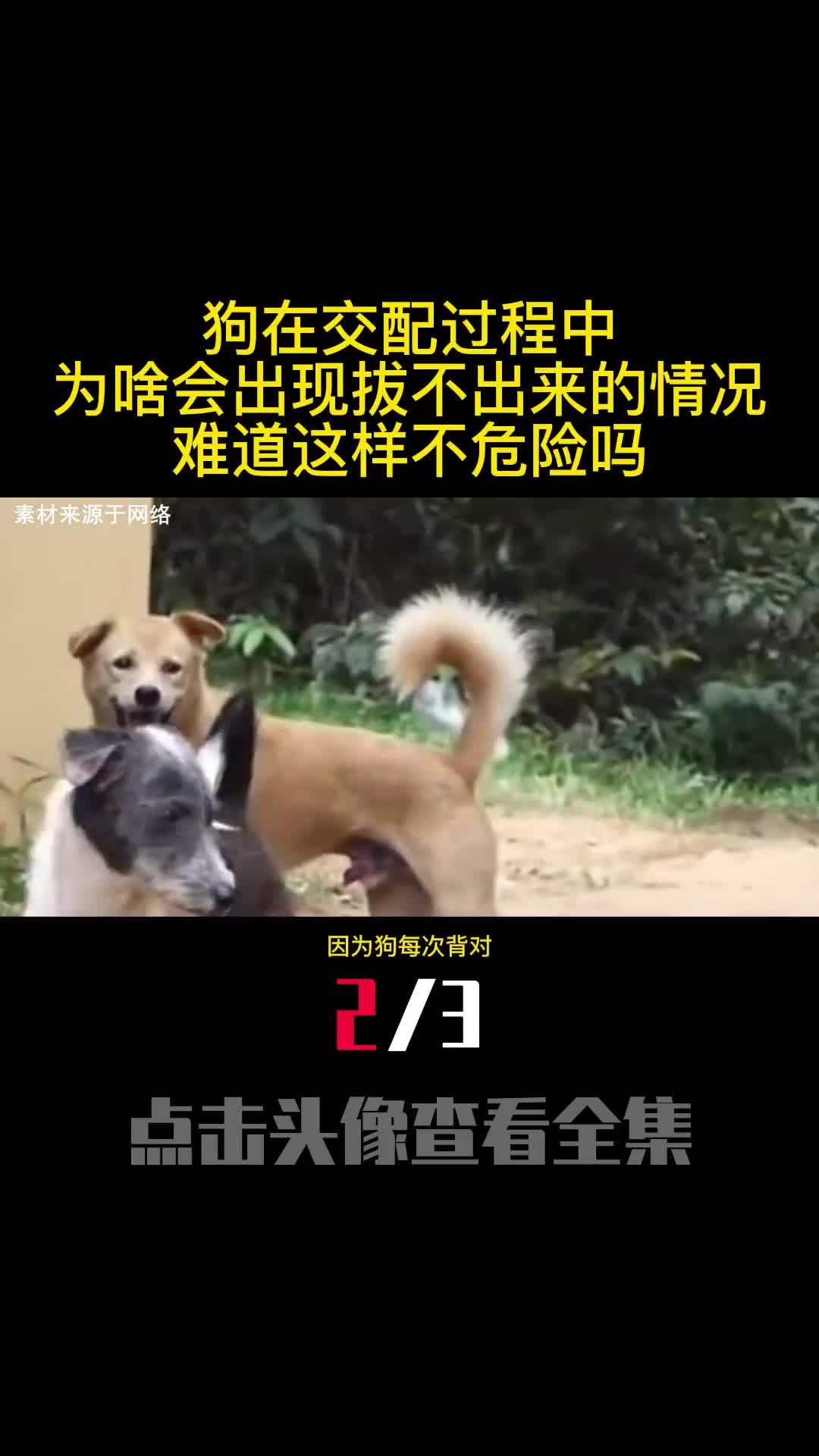 狗在交配过程中为啥会出现拔不出来的情况难道这样不危险吗2