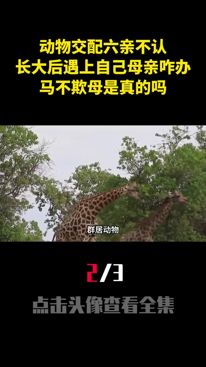 动物交配六亲不认长大后遇上自己母亲咋办马不欺母是真的吗2