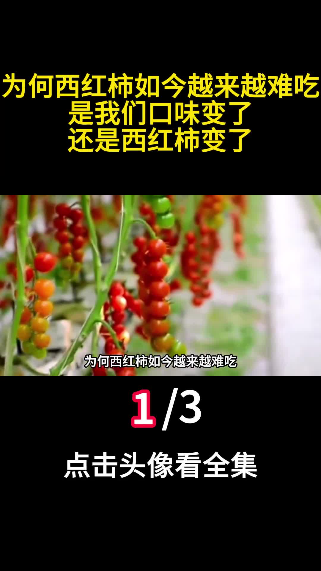 为何西红柿如今越来越难吃是我们口味变了还是西红柿变了1