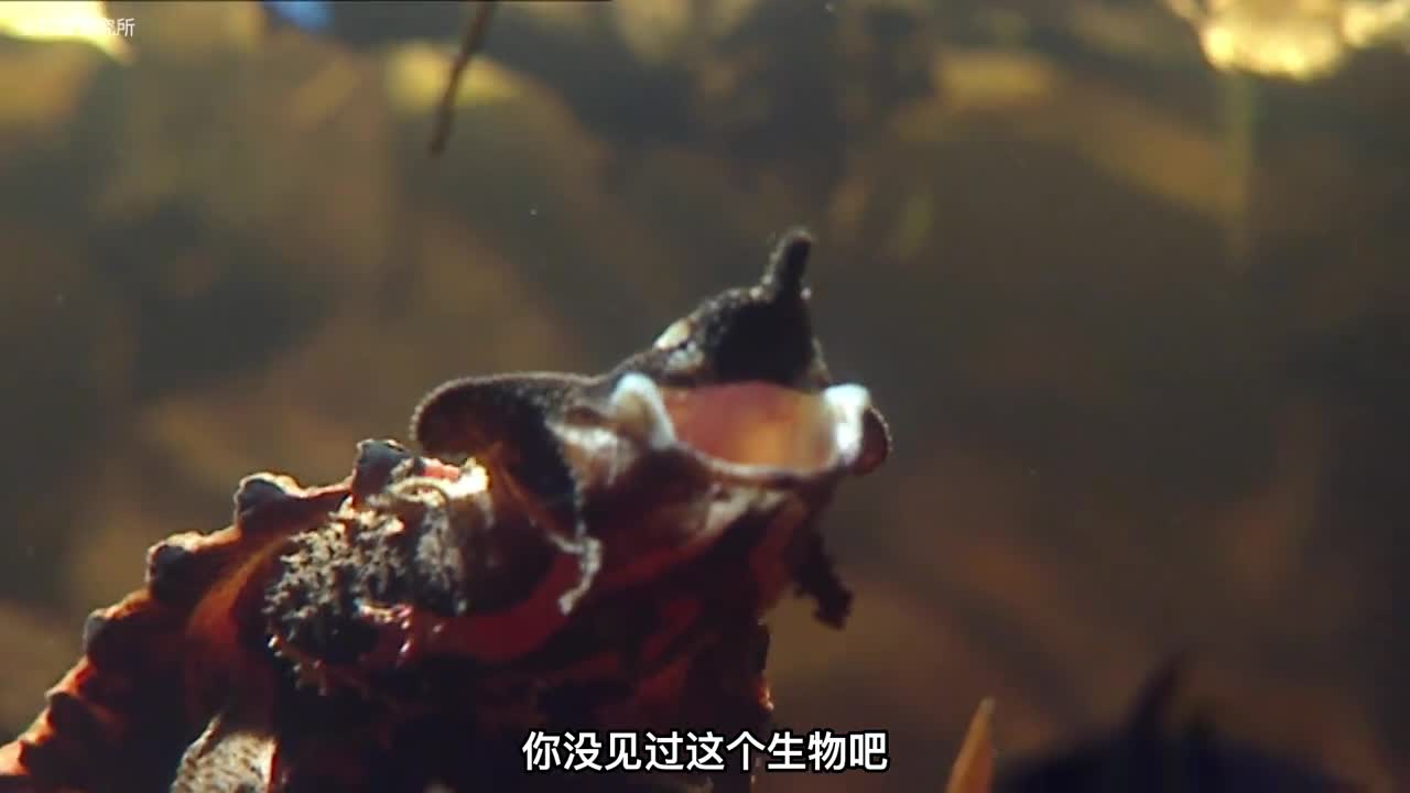 跟蜘蛛侠一样的生物你见过吗还有其他稀有的奇怪生物你一个都没见过吧一