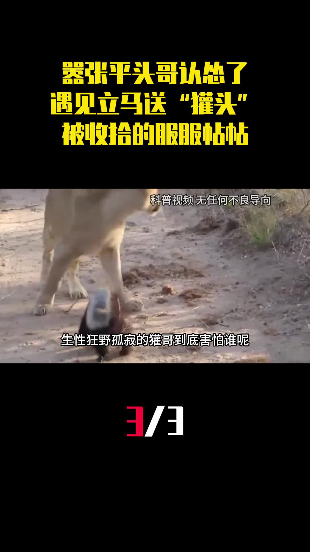 嚣张平头哥认怂了遇见立马送獾头被收拾的服服帖帖3