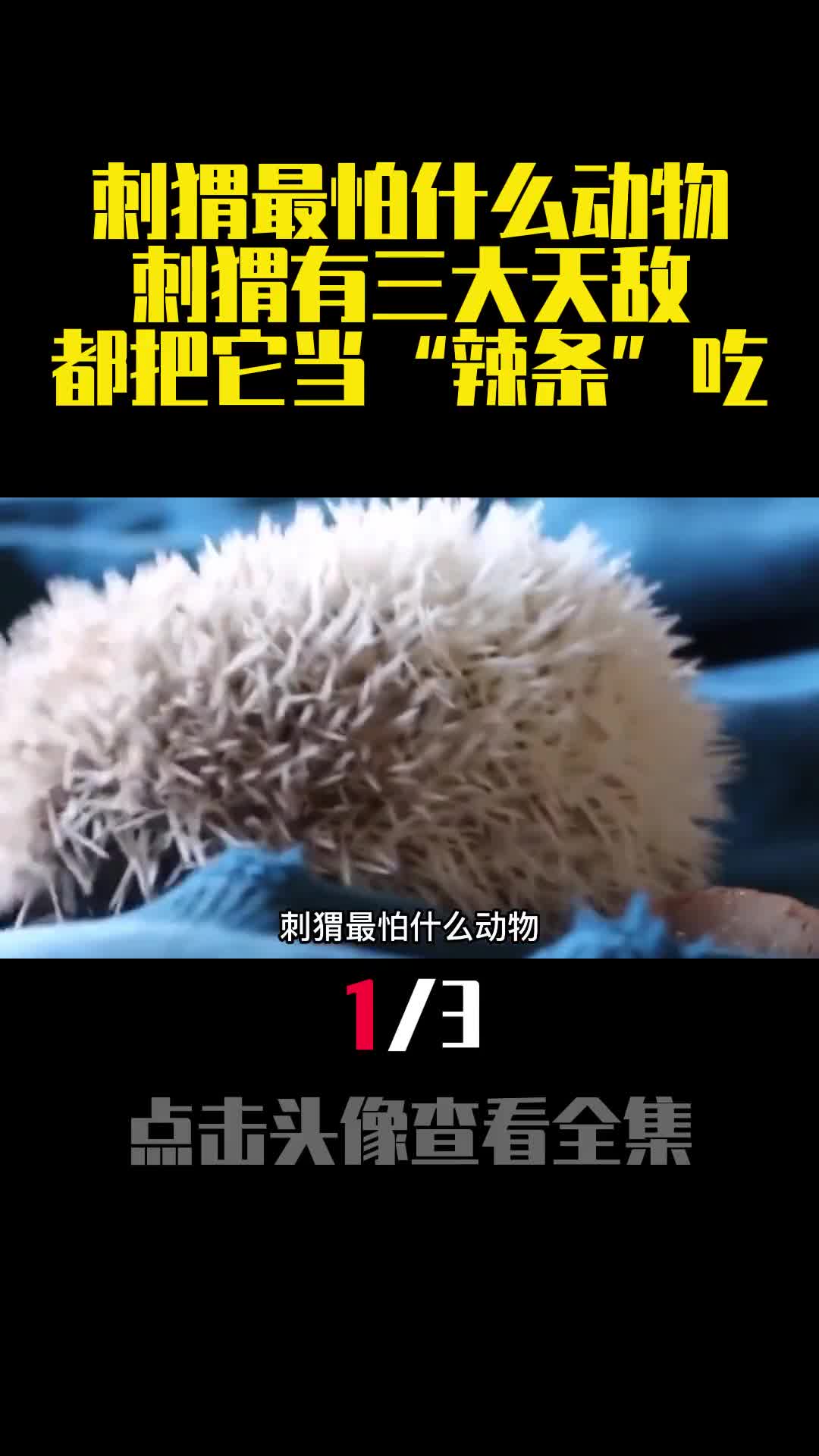 刺猬最怕什么动物刺猬有三大天敌都把它当辣条吃