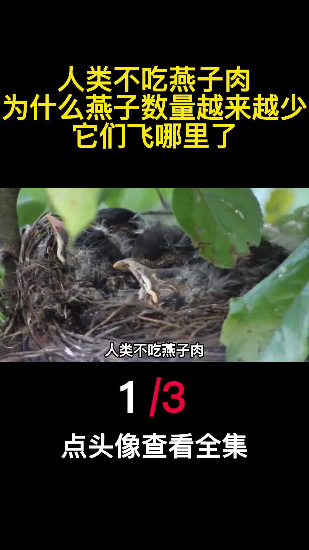 人类不吃燕子肉为什么燕子数量越来越少它们飞哪里了1