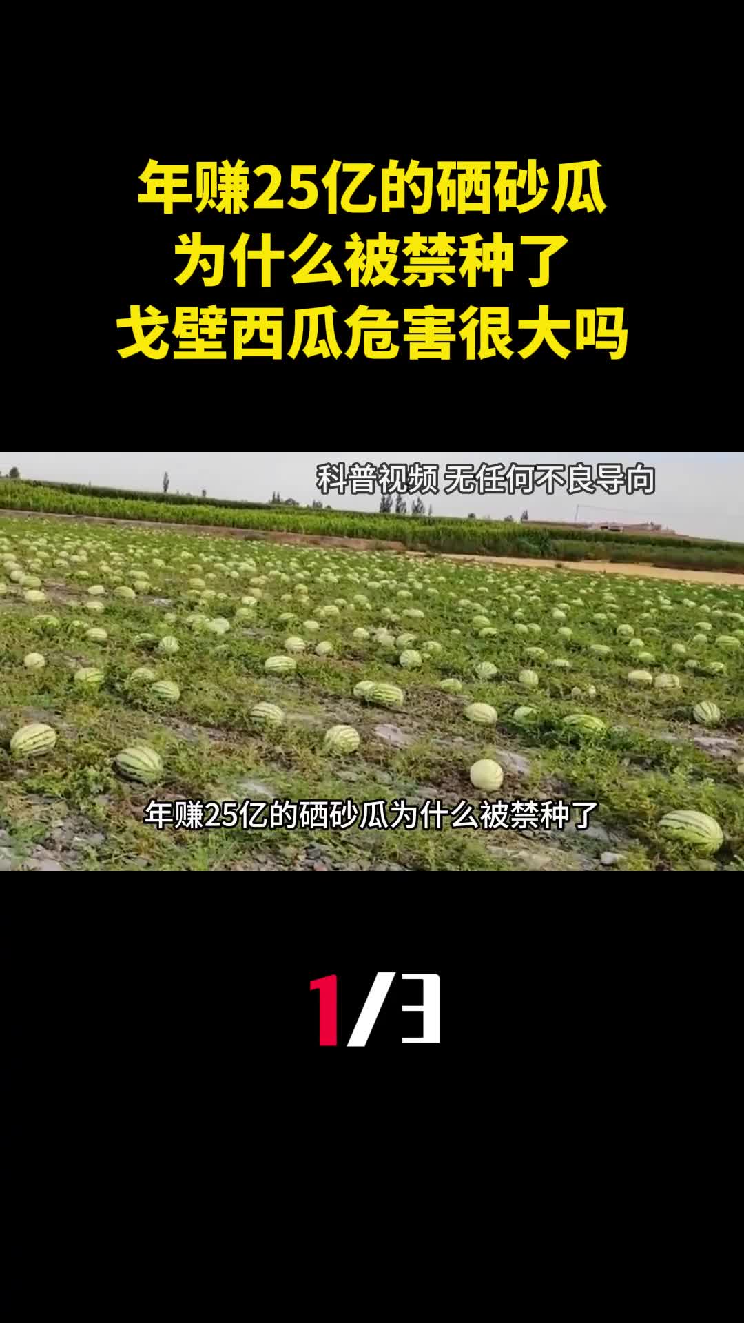 年赚25亿的硒砂瓜为什么被禁种了戈壁西瓜危害很大吗1