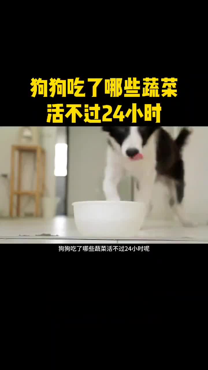 狗狗吃了哪些蔬菜活不过24小时