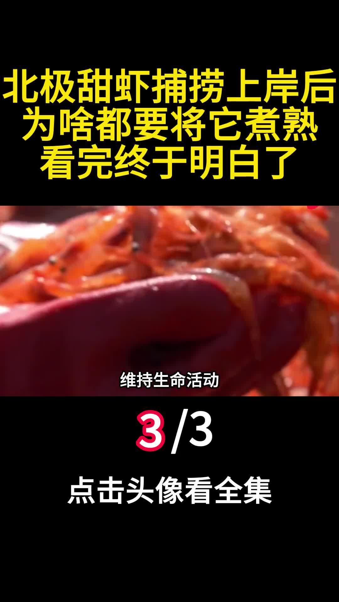 北极甜虾捕捞上岸后为啥都要将它煮熟看完终于明白了3