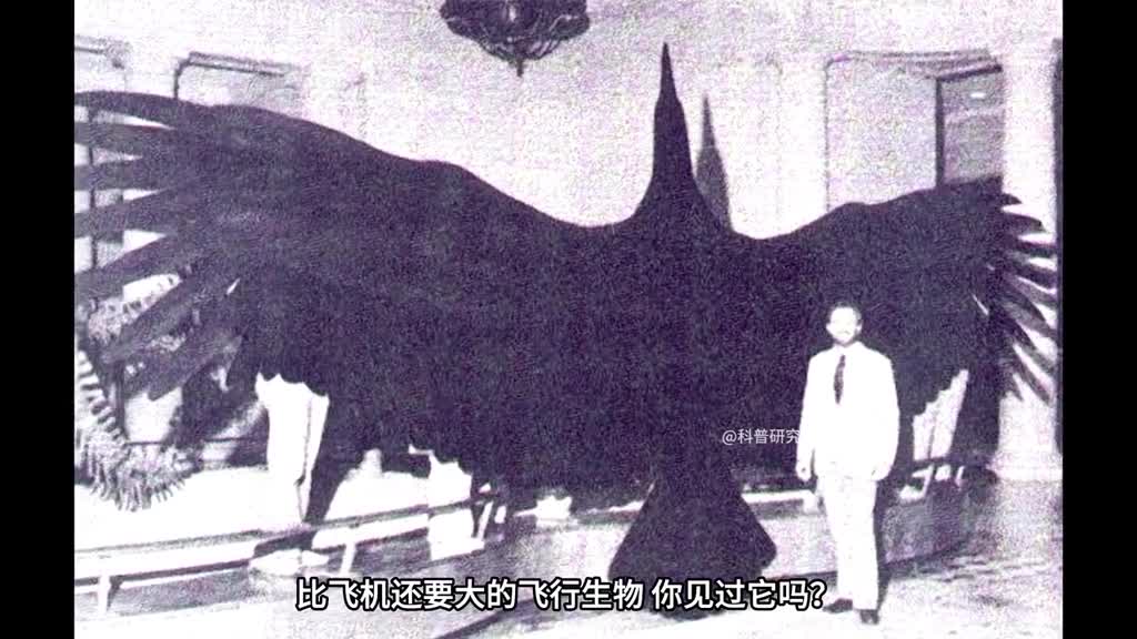 翼展长15米的巨型飞行生物居然比飞机还要大世界最大的9种飞行生物大盘点三