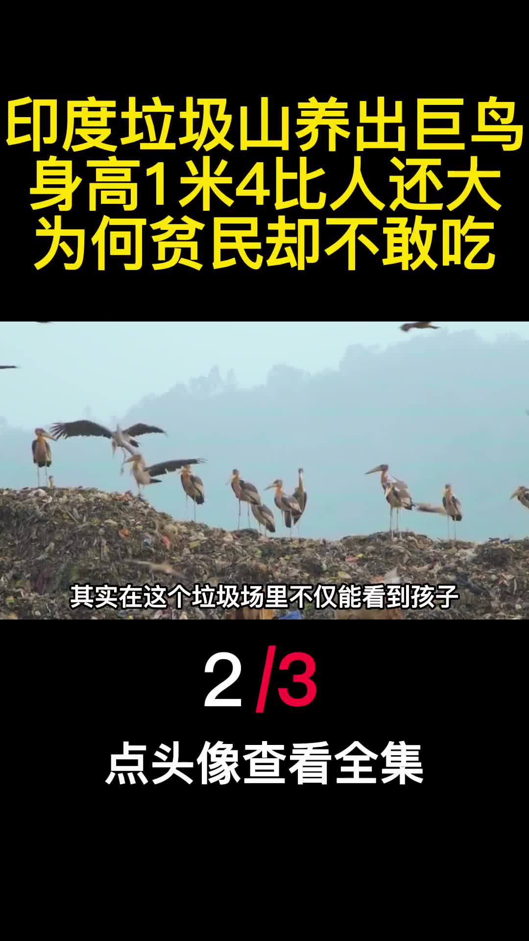 印度垃圾山养出巨鸟身高1米4比人还大为何贫民却不敢吃2