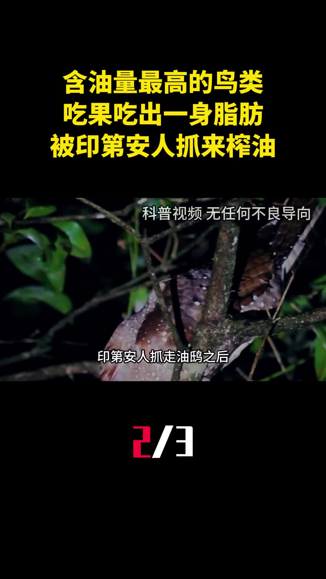 含油量最高的鸟类吃果吃出一身脂肪被印第安人抓来榨油2