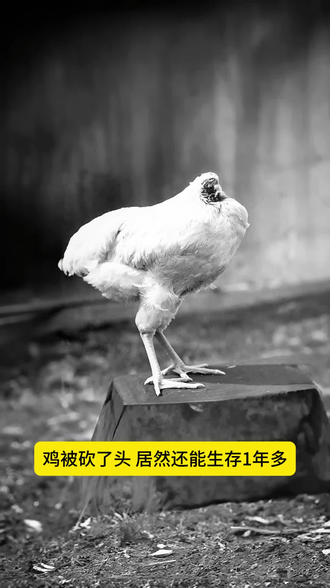鸡没有了头居然还能生存